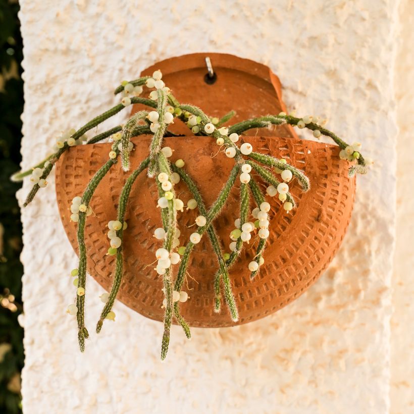 Rhipsalis horrida - Cactus-gui (Plant habit)