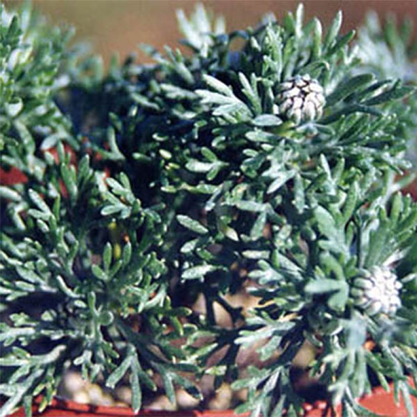 Marguerite du Maroc African Rose - Rhodanthemum hosmariense  Mini-motte (Foliage)