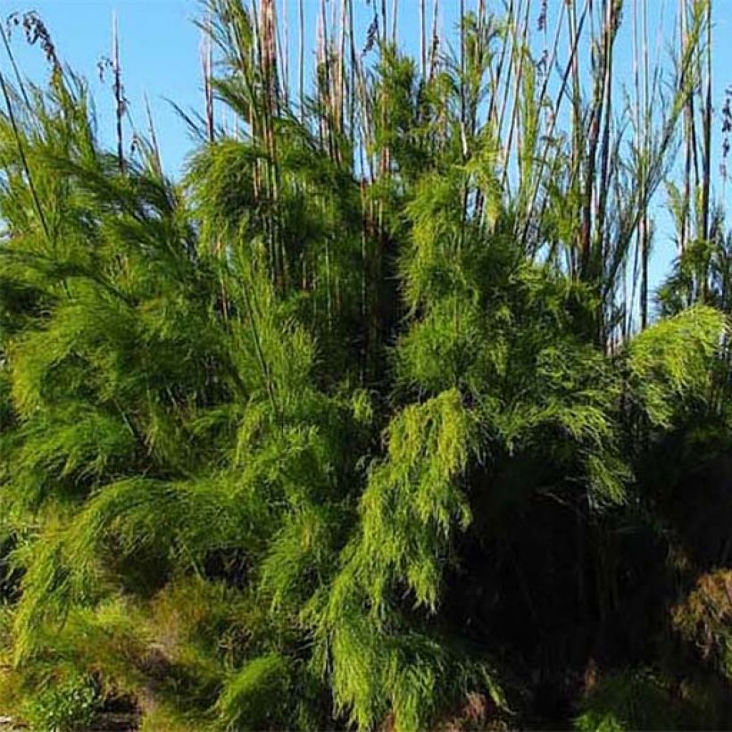 Rhodocoma gigantea - Restio géant (Foliage)