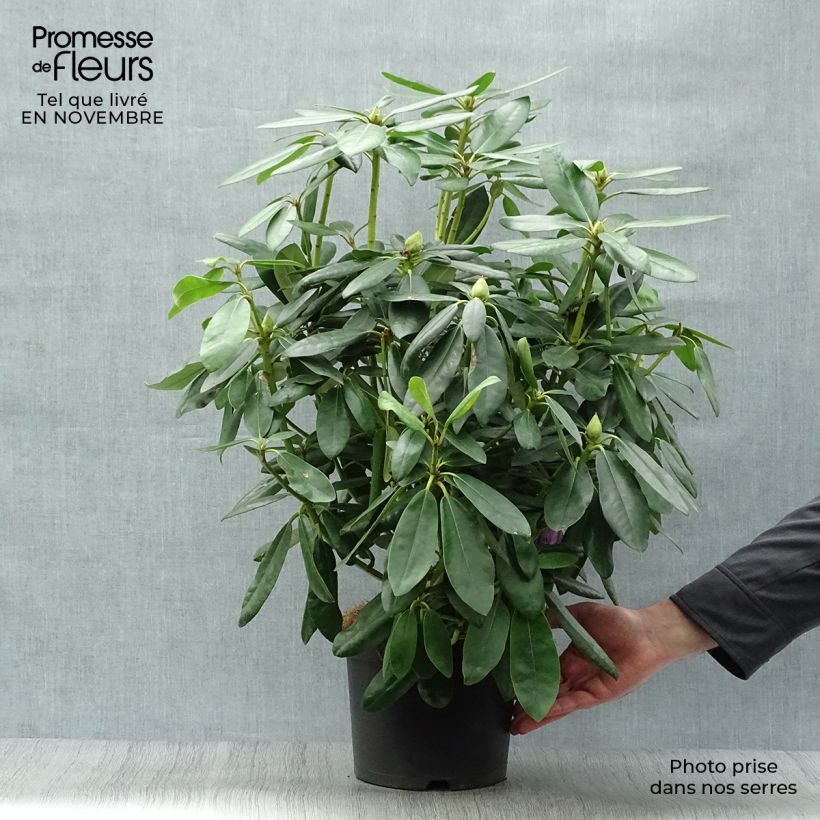Example of Rhododendron catawbiense Grandiflorum - Grand rhododendron Pot de 4L/5L as you get in automne