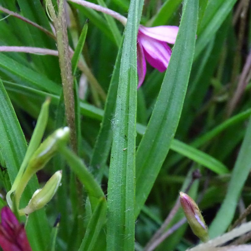 Rhodohypoxis Fairytale - Rhodoxis (Foliage)