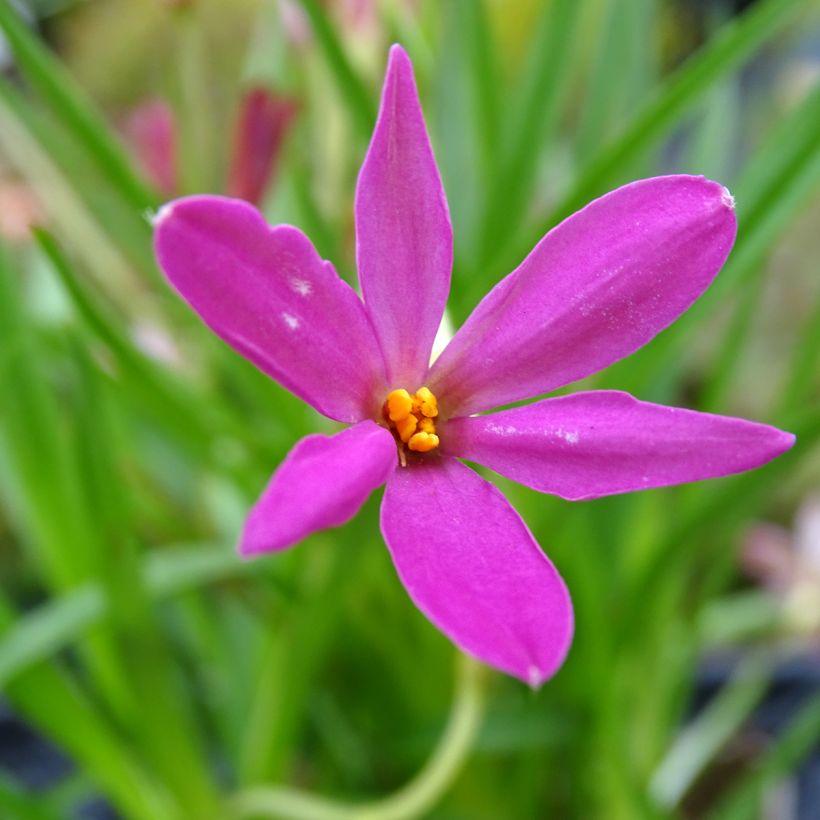 Rhodohypoxis Fairytale - Rhodoxis (Flowering)