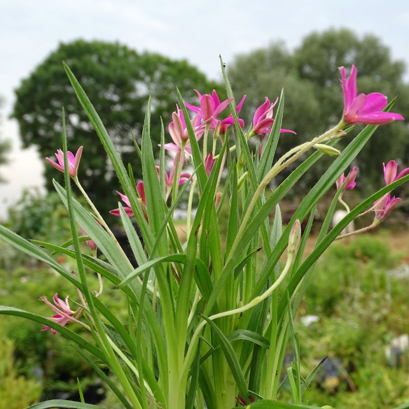 Rhodohypoxis Fairytale - Rhodoxis (Plant habit)
