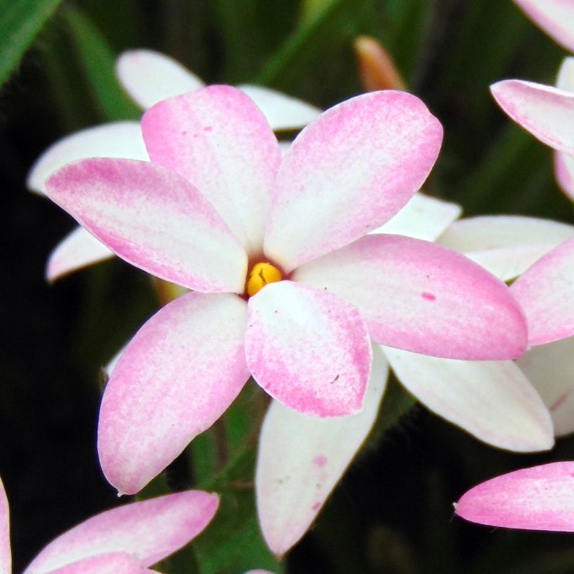 Rhodoxis Fairy Kisses - Rhodohypoxis (x) Hypoxis (Flowering)