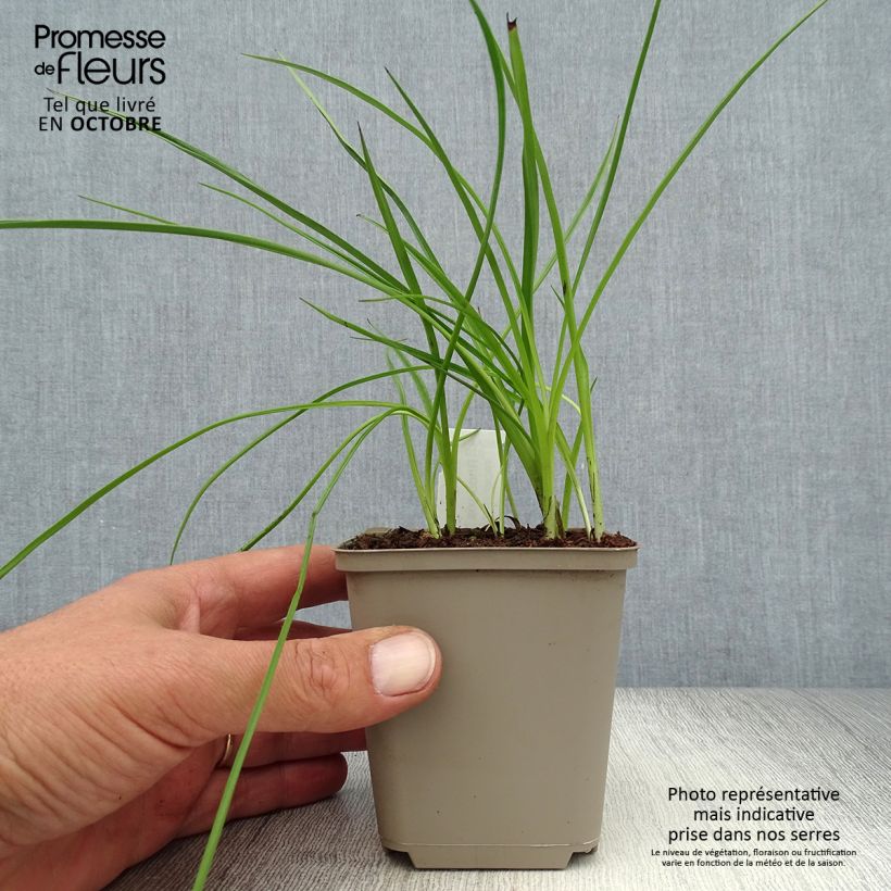 Example of Rhodoxis hybride Beverly - Rhodohypoxis Godet de 8/9 cm as you get in automne