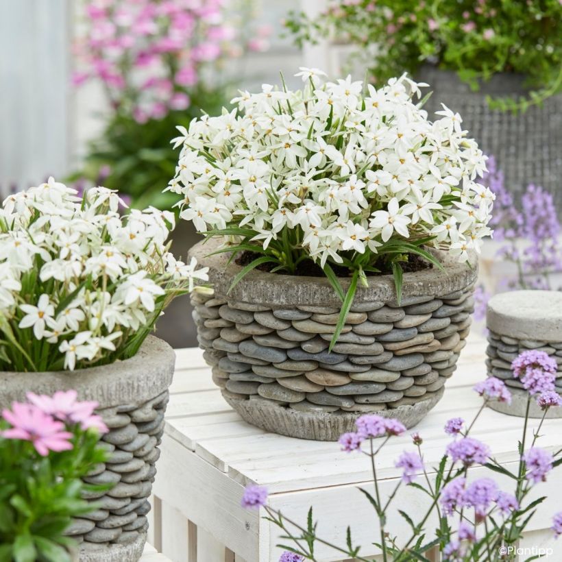 Rhodoxis Fairy Snow (Plant habit)