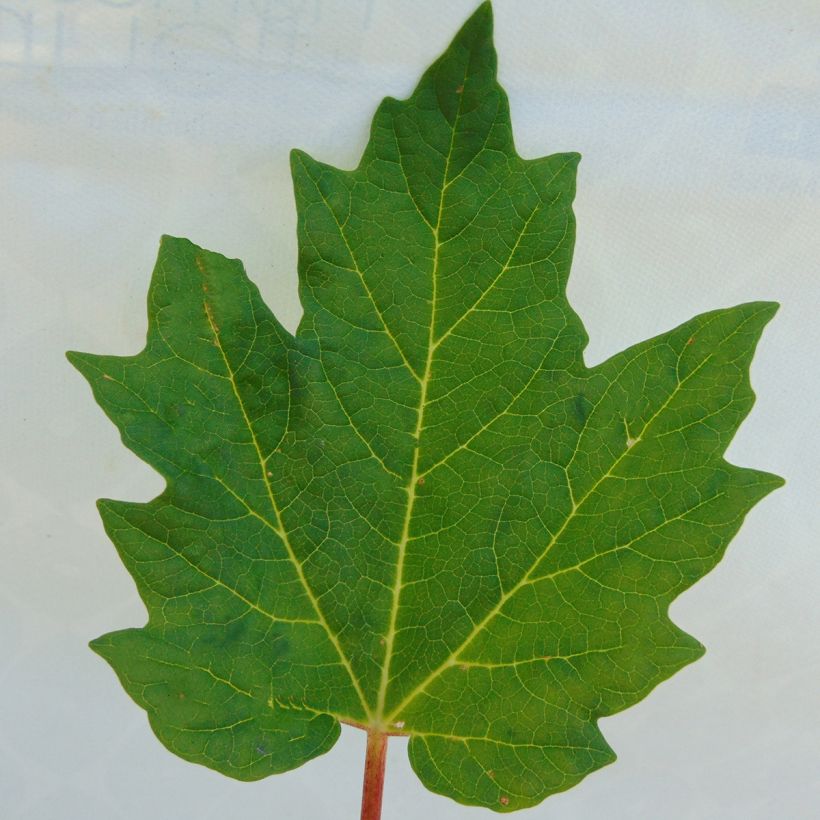 Rhubarbe palmée - Rheum palmatum var. tanguticum (Foliage)