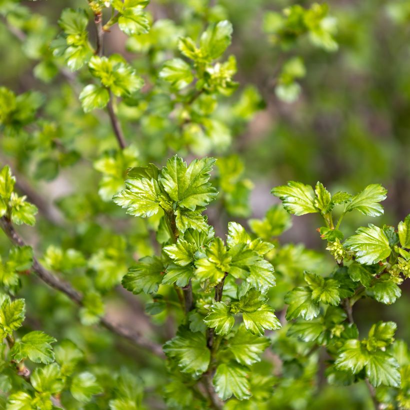 Ribes alpinum - Groseillier des Alpes. (Foliage)