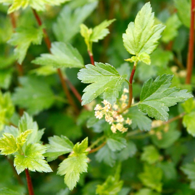 Ribes alpinum Schmidt - Groseiller des Alpes (Foliage)