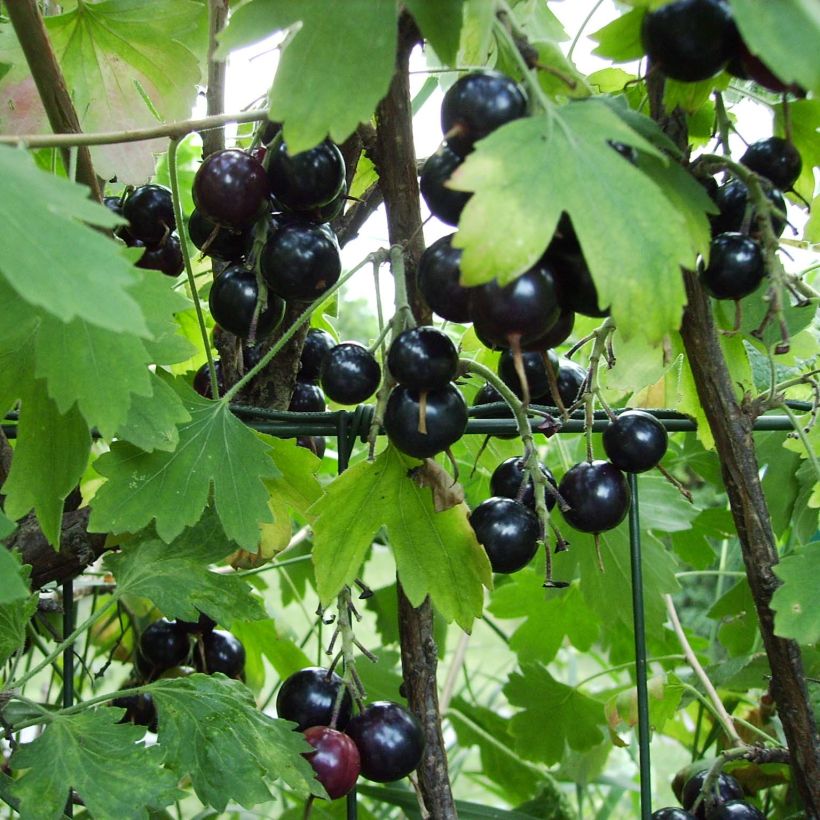 Ribes odoratum - Groseillier doré (Harvest)