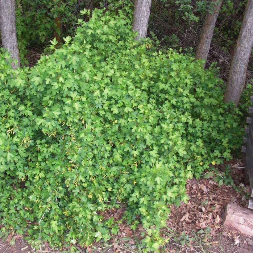 Ribes odoratum - Groseillier doré (Plant habit)