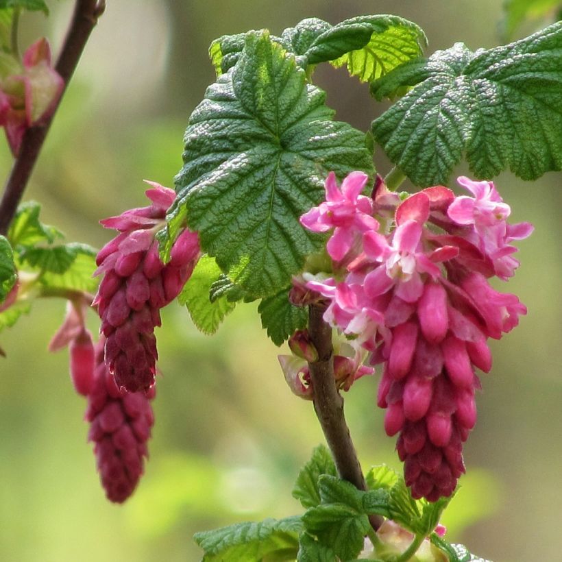 Ribes sanguineum - Cassis-fleur (Flowering)