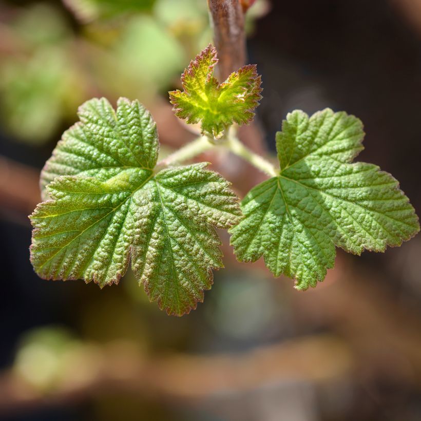 Ribes sanguineum King Edward VII - Groseiller à fleurs  (Foliage)