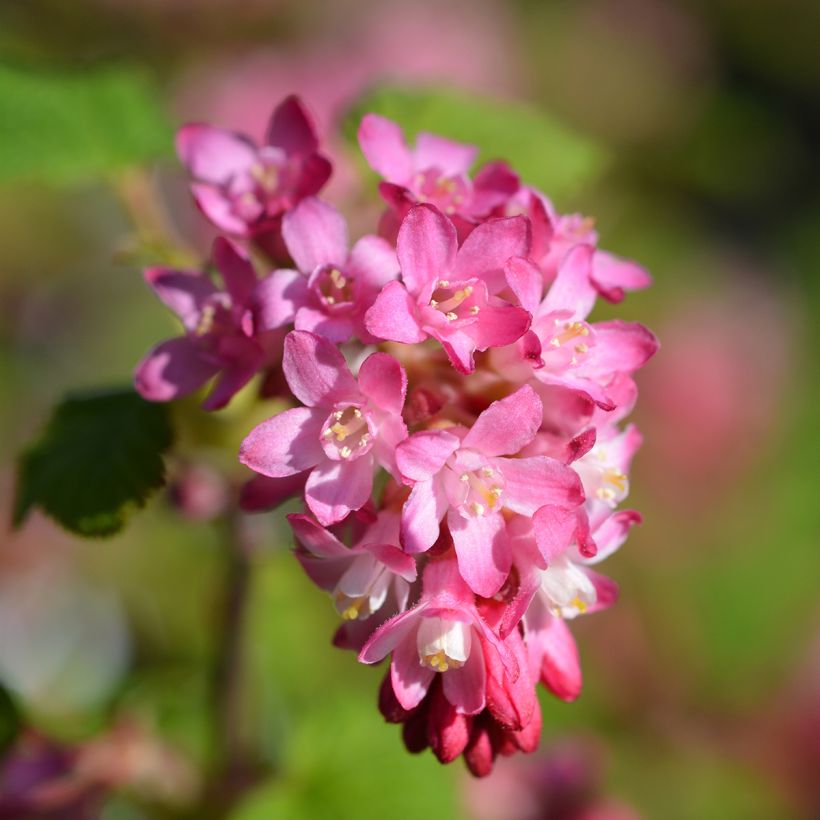 Ribes sanguineum King Edward VII - Groseiller à fleurs  (Flowering)
