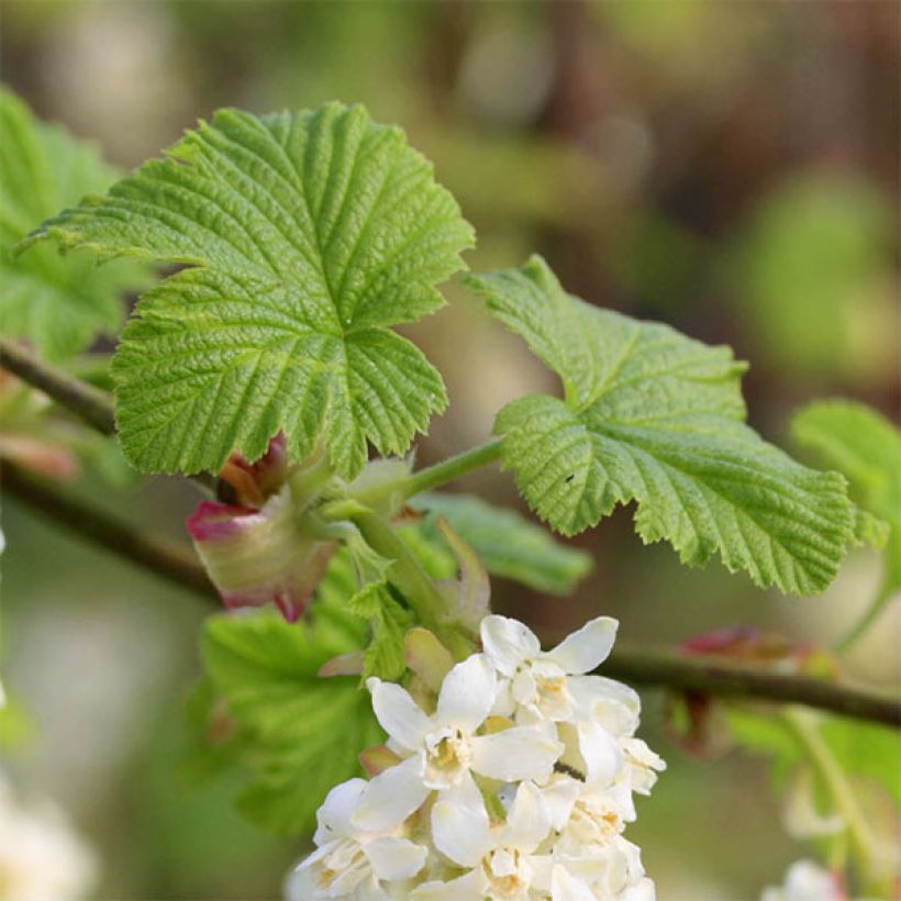 Ribes sanguineum White Icicle - Groseillier à fleurs blanches (Foliage)