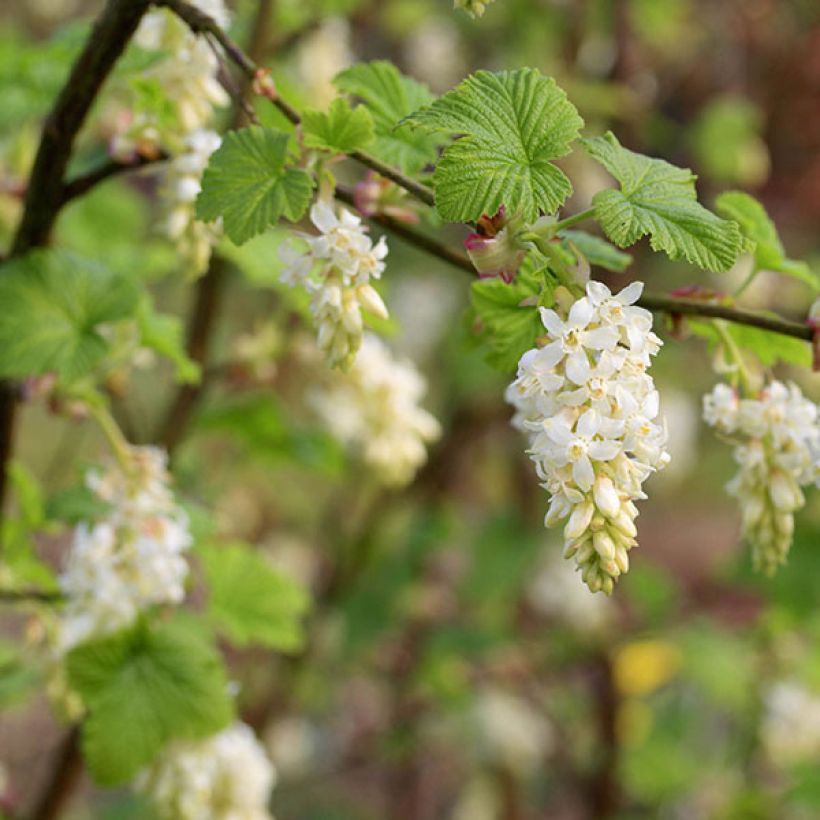 Ribes sanguineum White Icicle - Groseillier à fleurs blanches (Flowering)