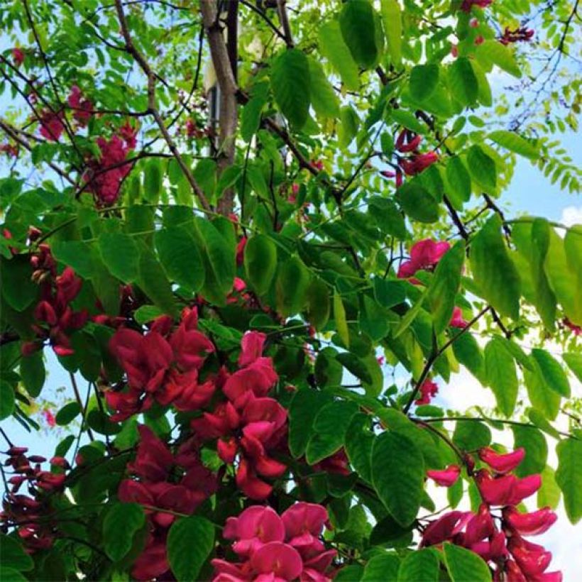 Robinia pseudoacacia Casque Rouge - Robinier faux acacia  (Foliage)