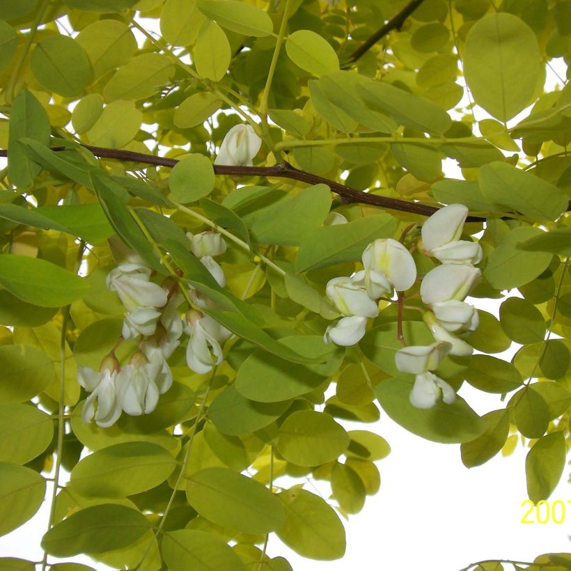 Robinia pseudoacacia Frisia - Robinier doré  (Flowering)