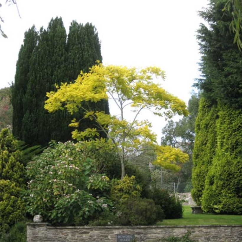 Robinia pseudoacacia Frisia - Robinier doré  (Plant habit)