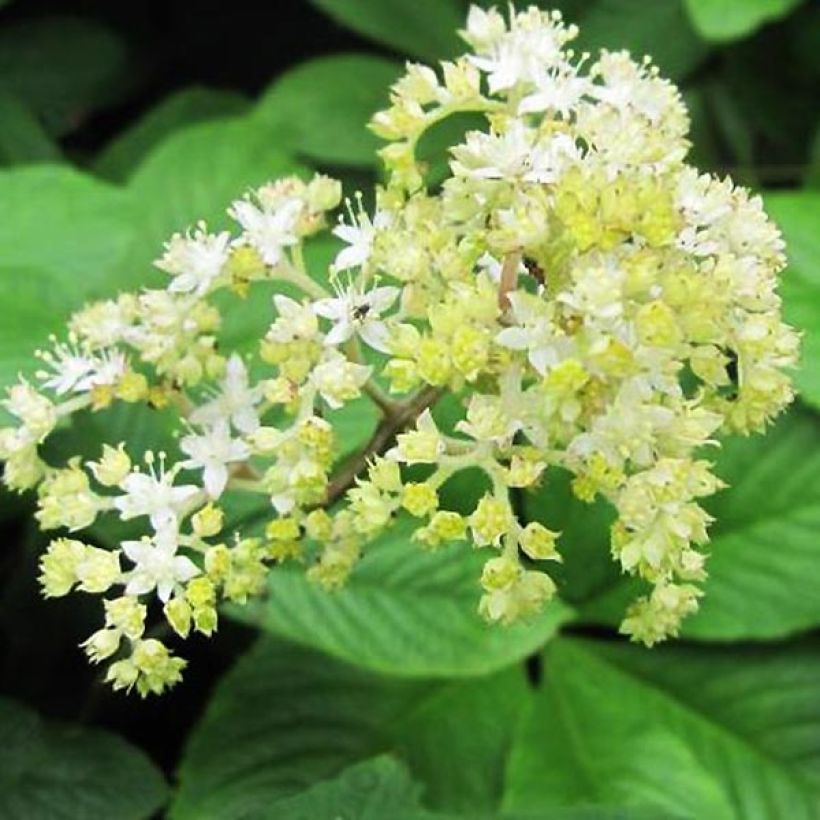 Rodgersia La Blanche - Rodgersia La Blanche (Flowering)
