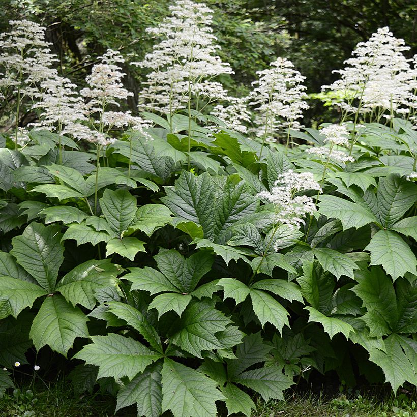 Rodgersia La Blanche - Rodgersia La Blanche (Plant habit)