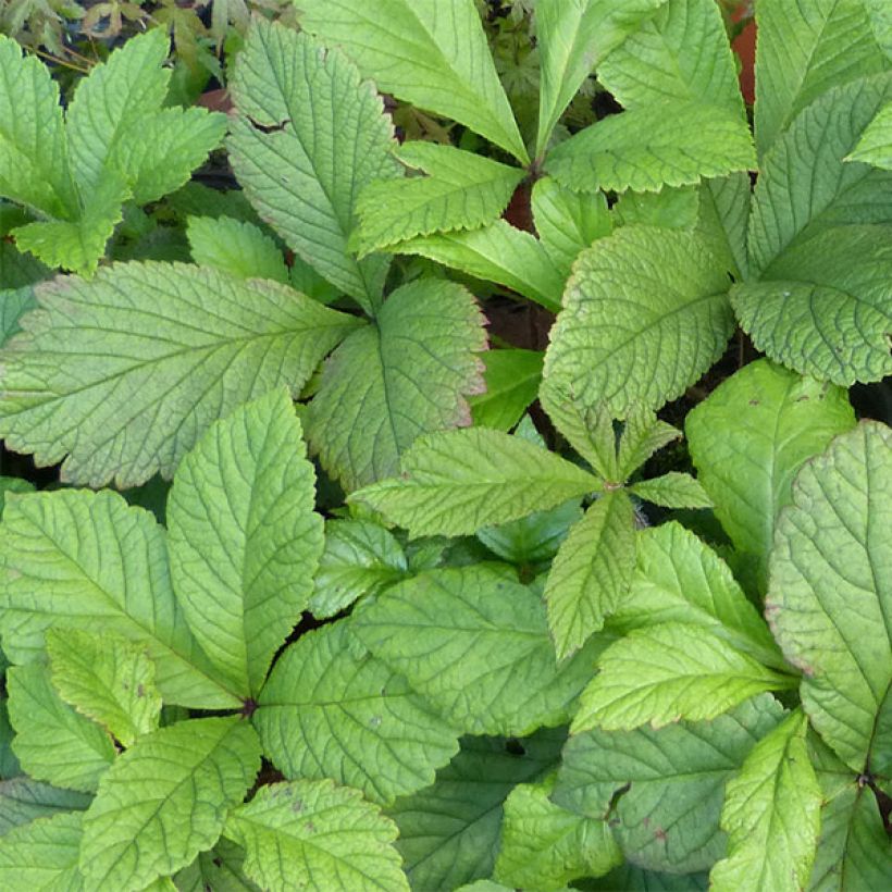 Rodgersia henrici (Foliage)