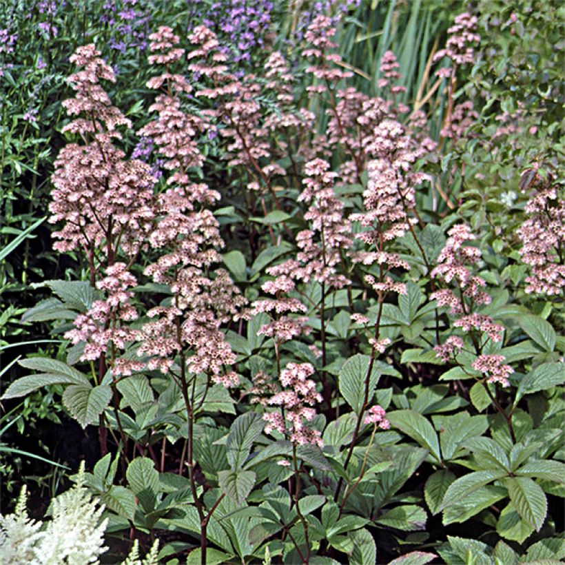 Rodgersia henrici (Plant habit)