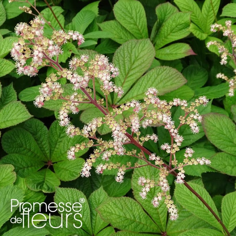 Rodgersia pinnata Hercules - Rodgersia à feuilles pennées Hercules (Flowering)