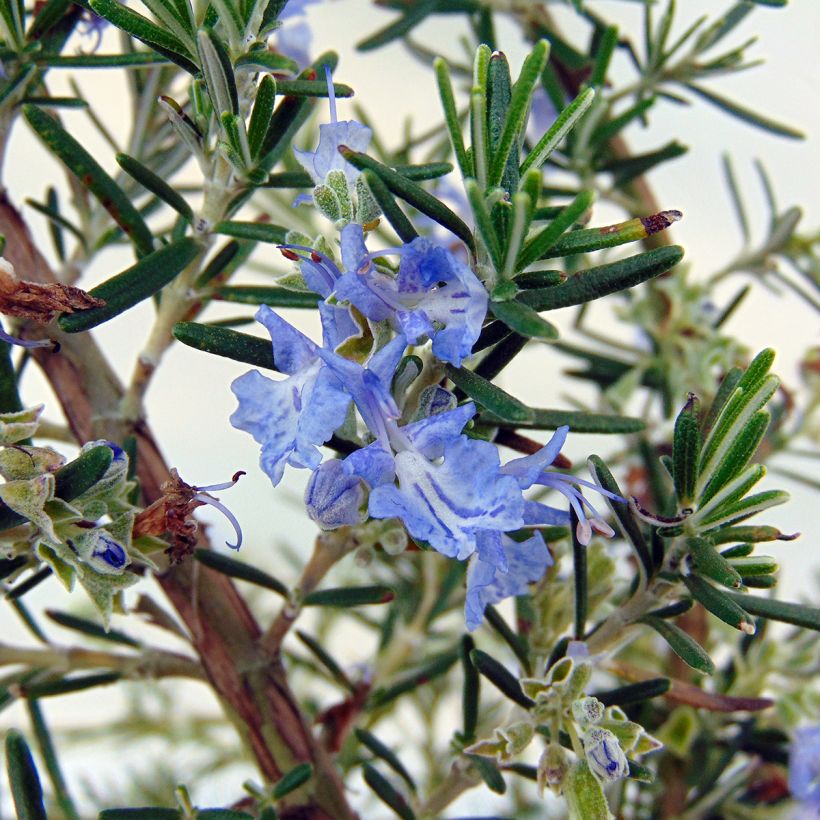 Romarin rampant - Rosmarinus officinalis Prostratus (Flowering)