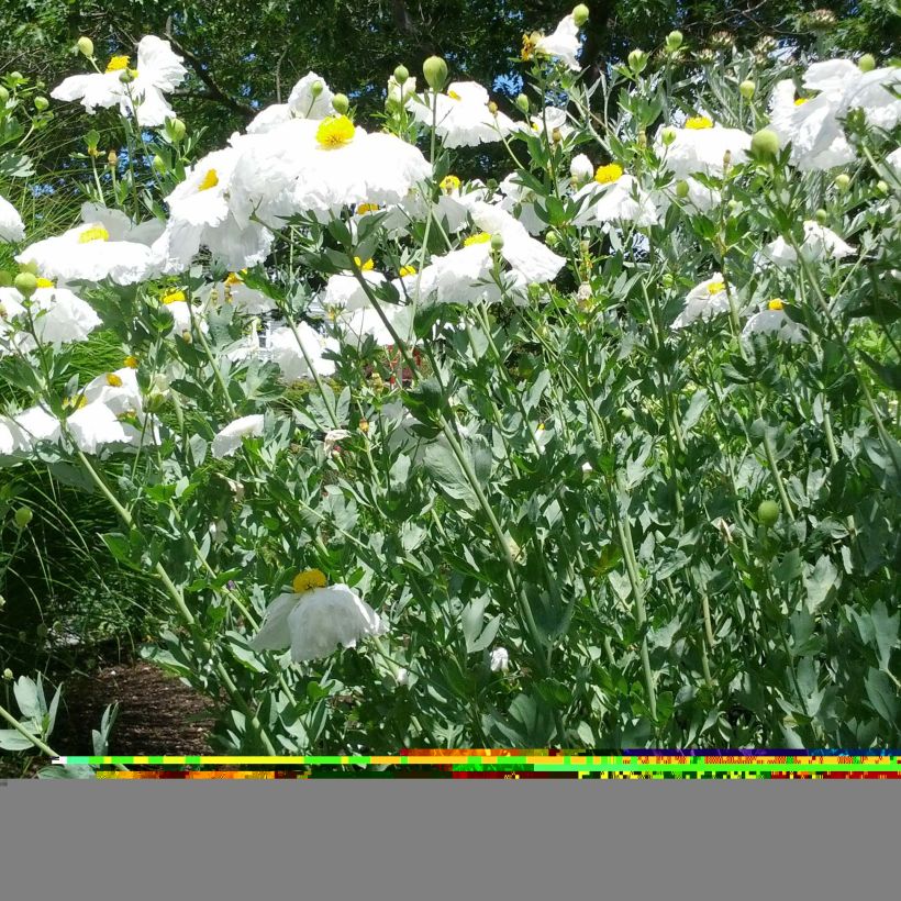 Romneya coulteri - Pavot en arbre (Plant habit)