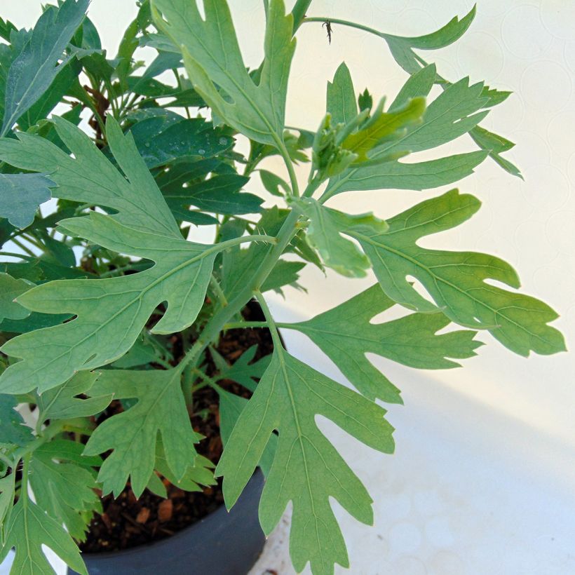 Romneya coulteri - Pavot en arbre (Foliage)