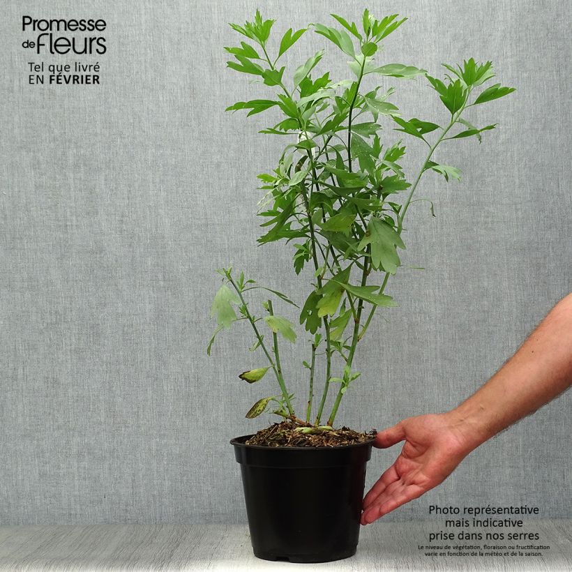 Example of Romneya coulteri - Pavot en arbre Pot de 2L/3L as you get in automne