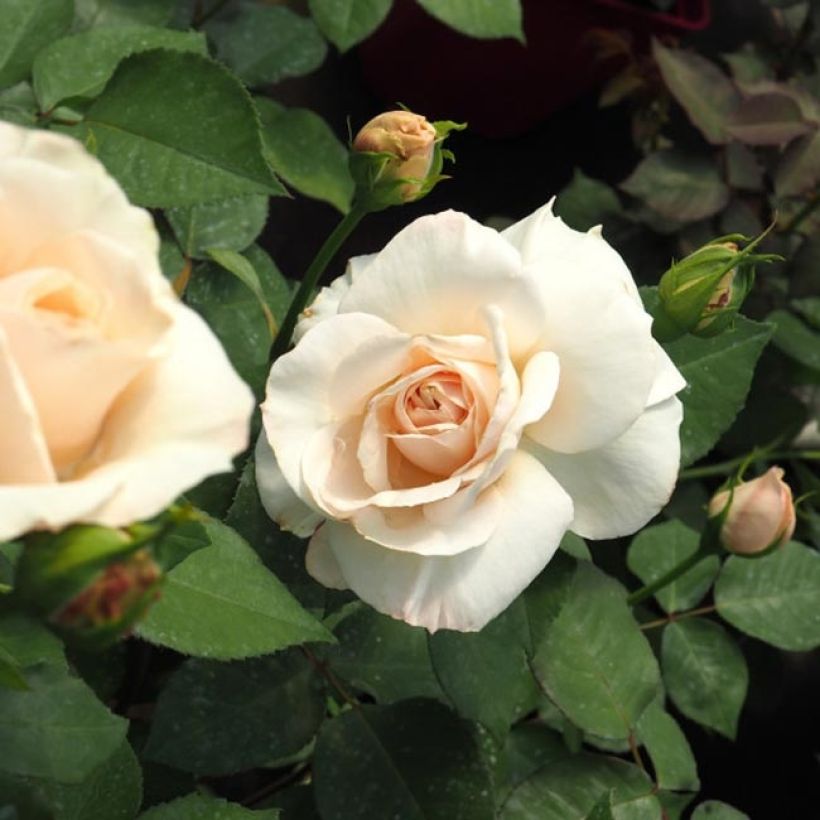 Rosier Princesse Astrid de Belgique - Rosier buisson à grandes fleurs (Flowering)
