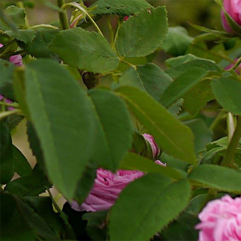 Rosier ancien Yolande d’Aragon (Foliage)