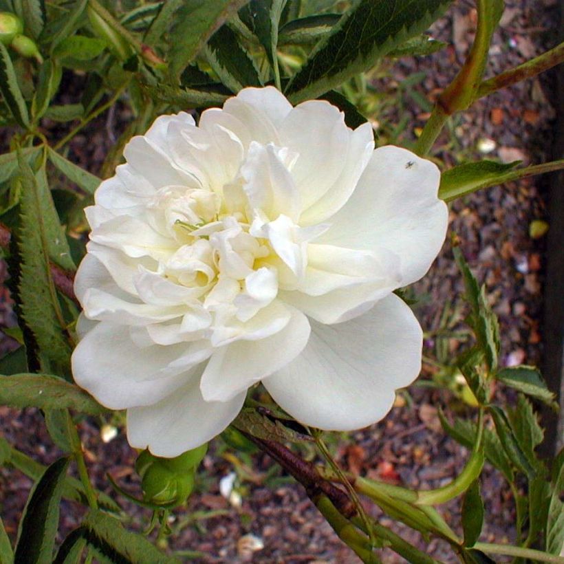 Rosier botanique - Rosa cannabifolia (Flowering)