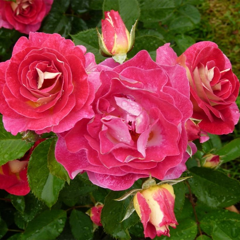 Rosier à fleurs groupées Aline Mayrisch Rose (Plant habit)