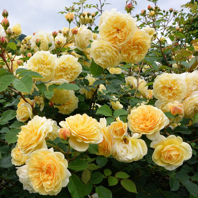 Rosier à fleurs groupées Off-Load (Plant habit)