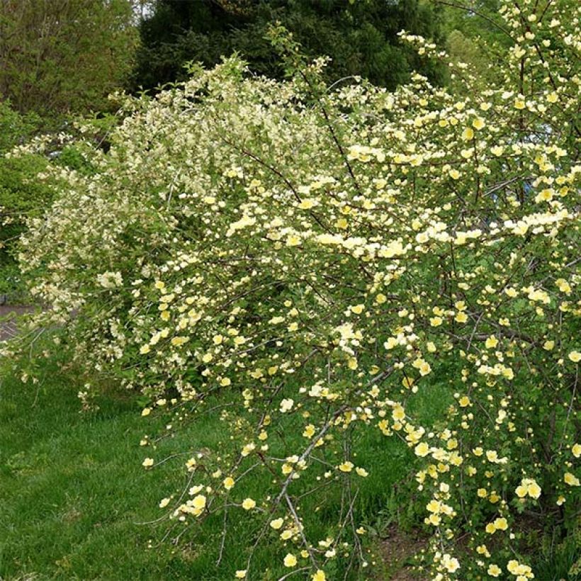 Rosier botanique - Rosa hugonis (Plant habit)