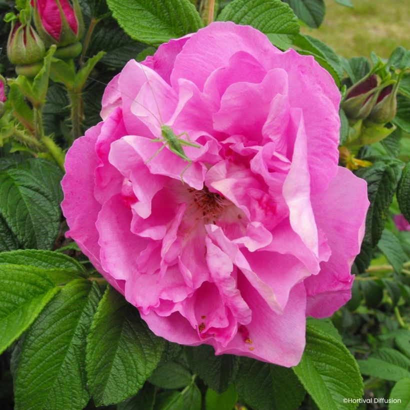 Rosa rugosa Angelia Pink (Flowering)