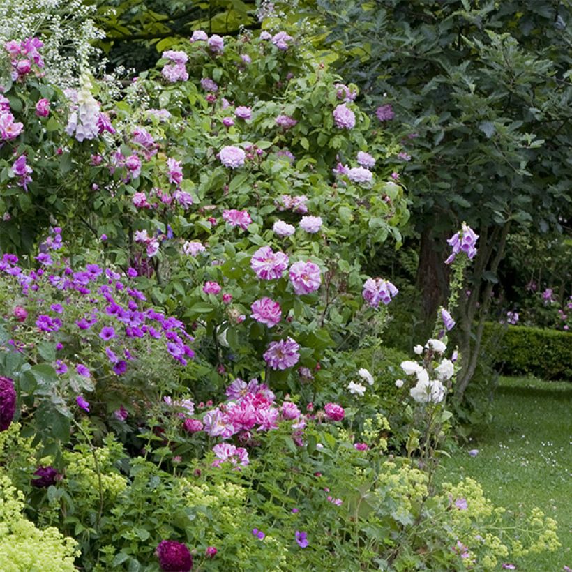Rosier ancien gallica Versicolor (Plant habit)
