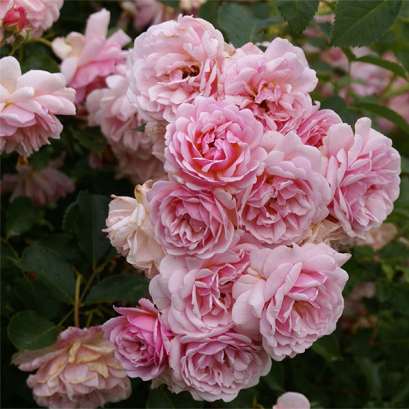 Rosier ancien Felicia (Flowering)