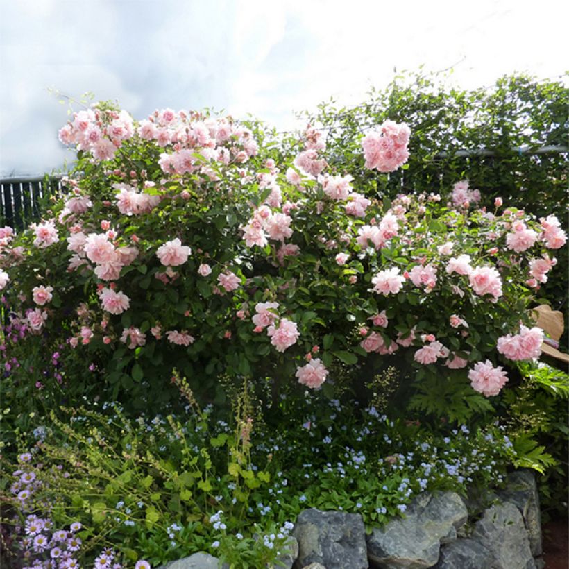 Rosier ancien Felicia (Plant habit)