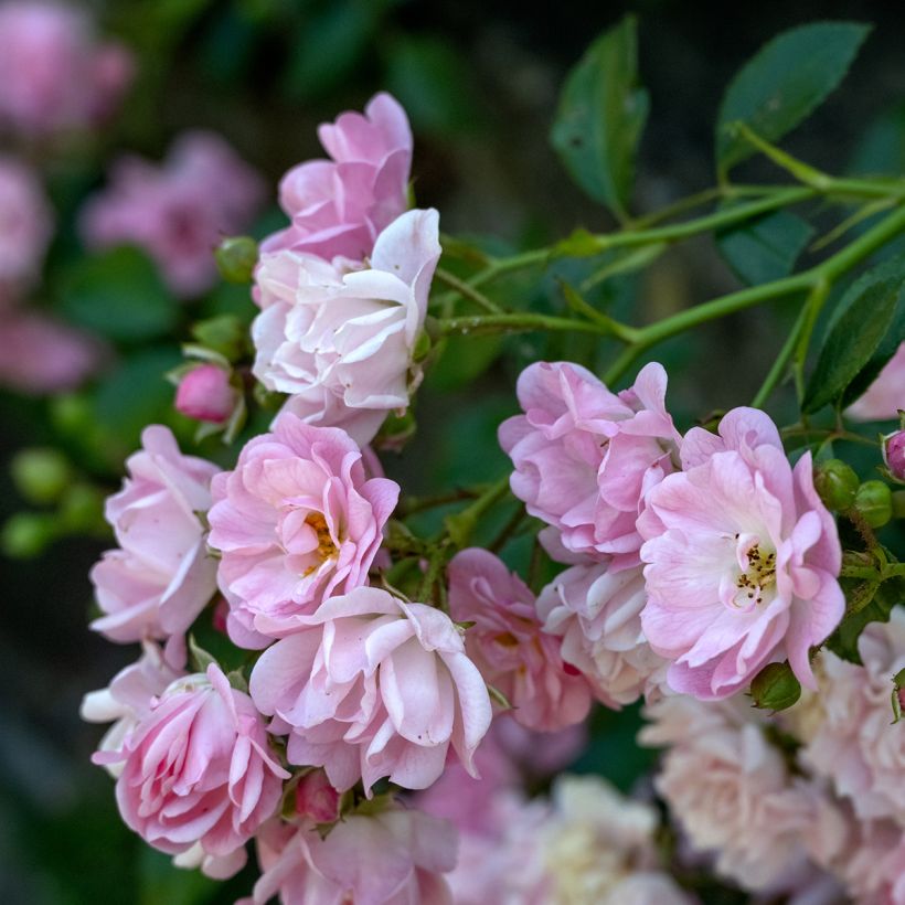 Rosier grimpant Siluetta Lavender (Flowering)