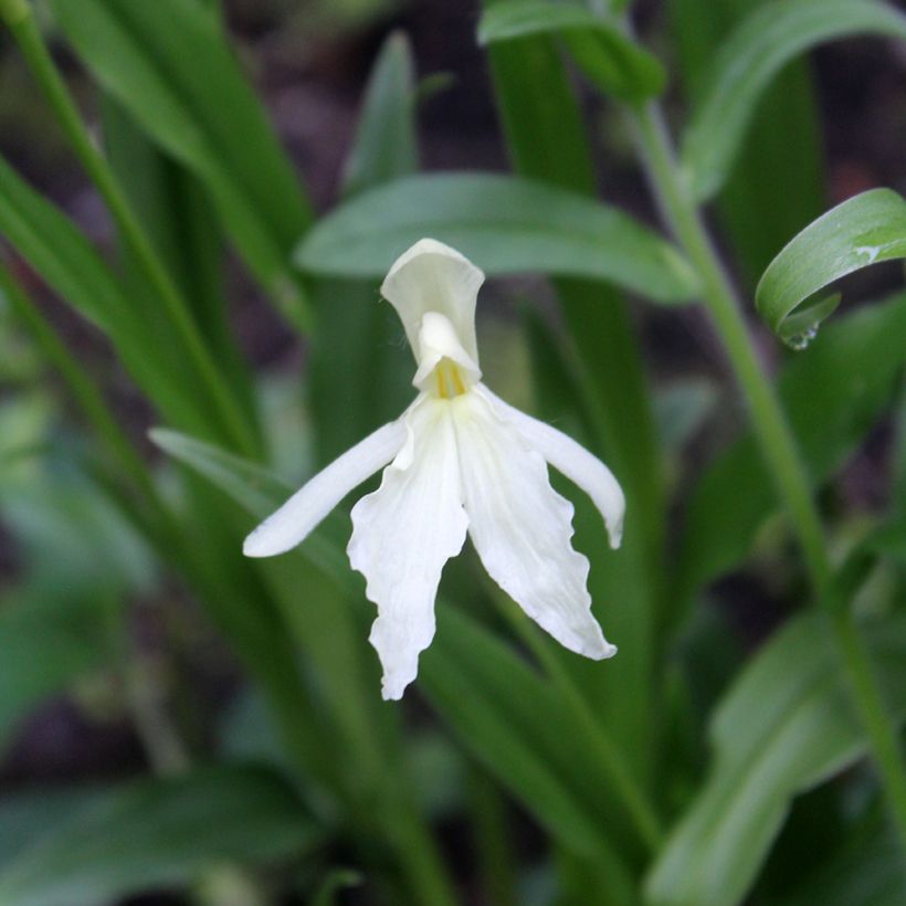 Roscoea beesiana Alba   (Flowering)