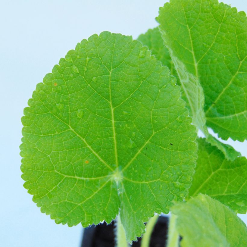 Rose trémière - Alcea rosea Chater's Double Jaune (Foliage)