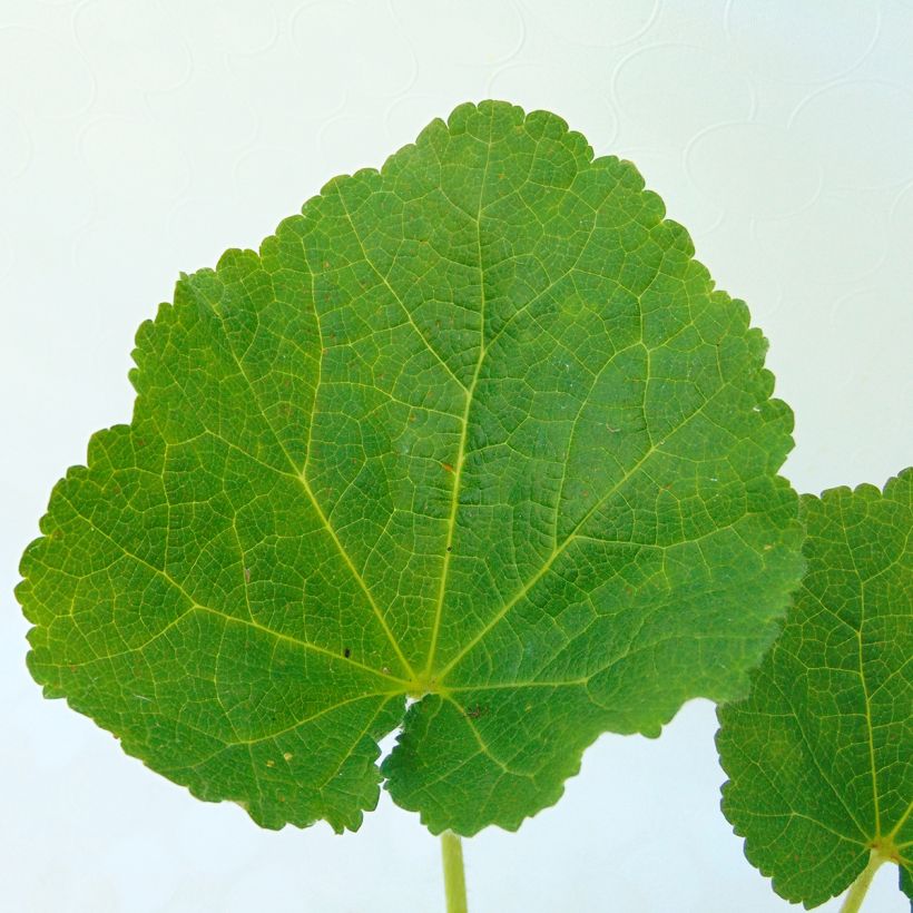 Rose trémière - Alcea rosea Chater's Double Rose (Foliage)