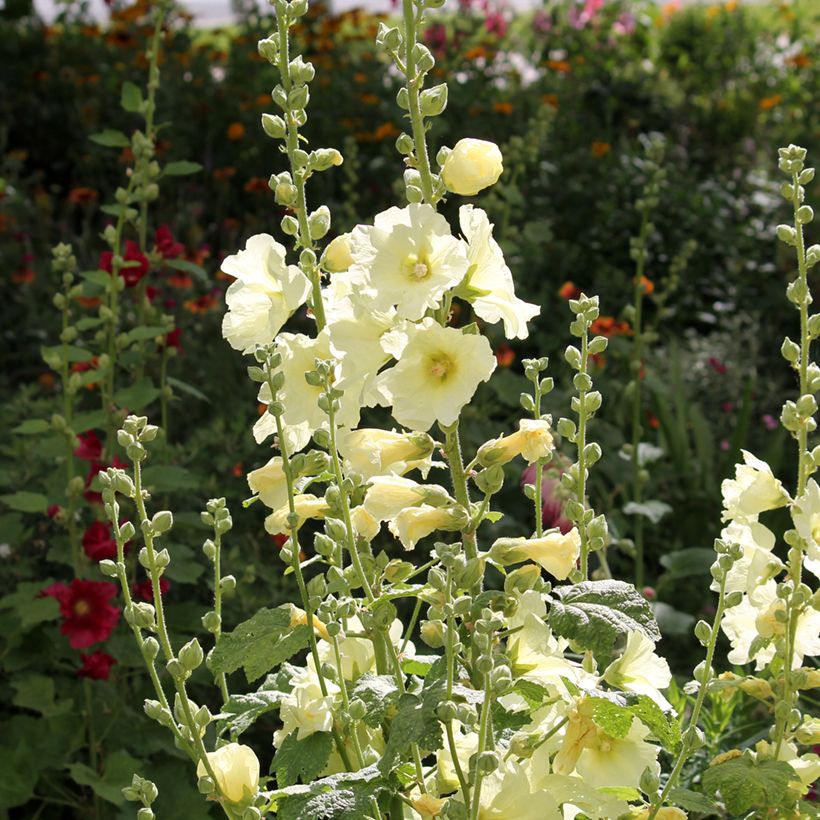 Rose trémière - Alcea rosea Sunshine (Plant habit)