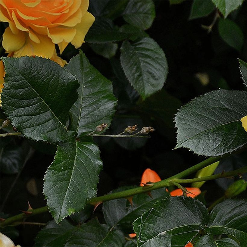 Rosier à fleurs groupées Amber Queen (Foliage)