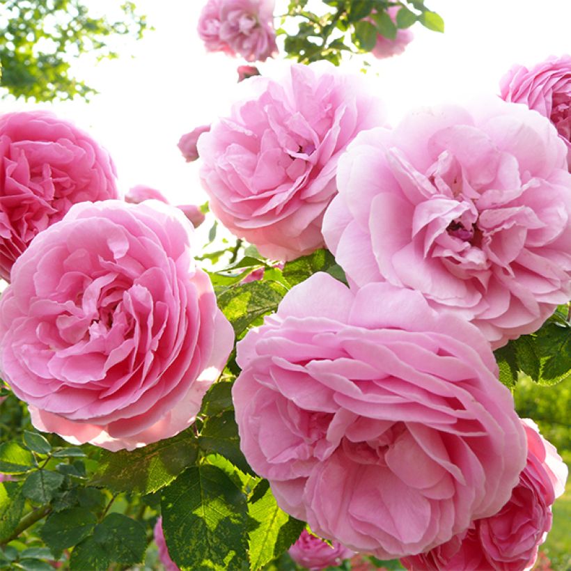 Rosier ancien Louise Odier (Flowering)