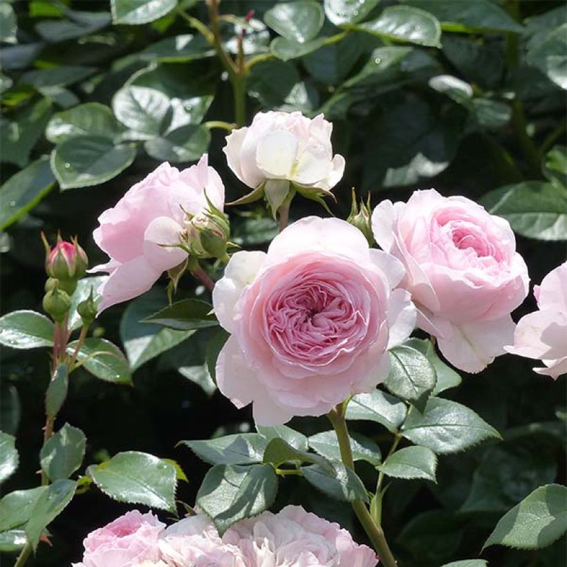 Rosier arbustif Maria Theresia (Flowering)